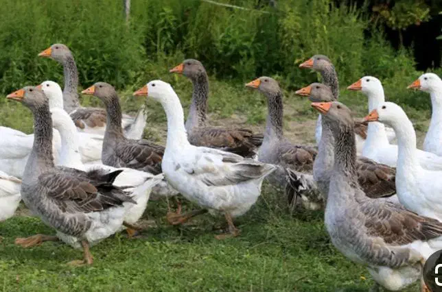 فروش غاز محلی طبیعی|حیوانات مزرعه|انگوت, |دیوار