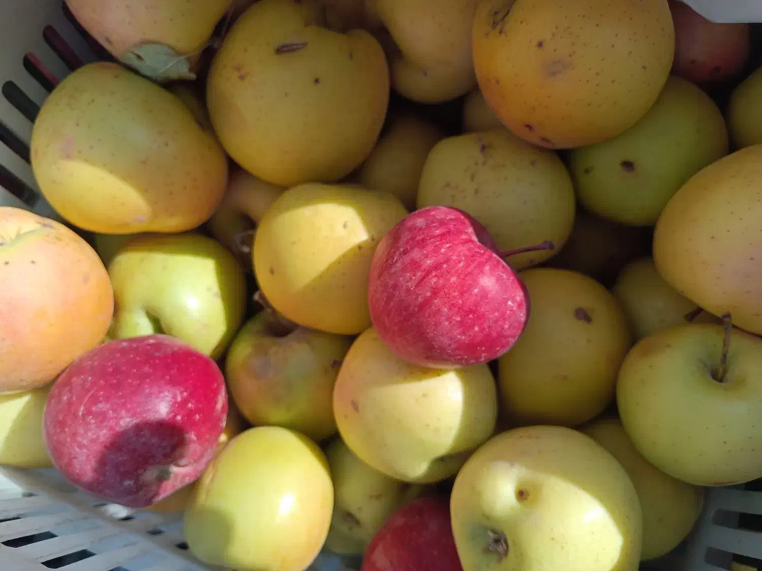 فروش سیب سرکه ایی مربایی آبگیری|خوردنی و آشامیدنی|اسلام‌شهر, شهرک مفیدی|دیوار