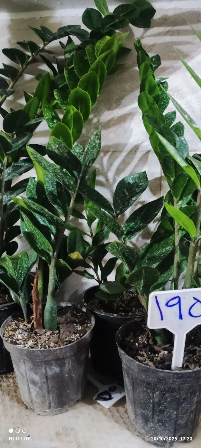 گل لیندا ..یاس هلندی|گل و گیاه طبیعی|ورامین, ورامین|دیوار