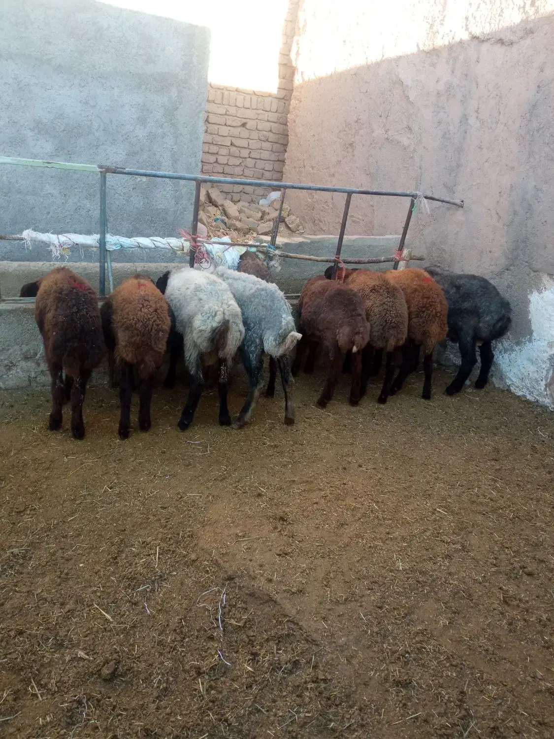 8عدد بره نر|حیوانات مزرعه|قیدار, |دیوار