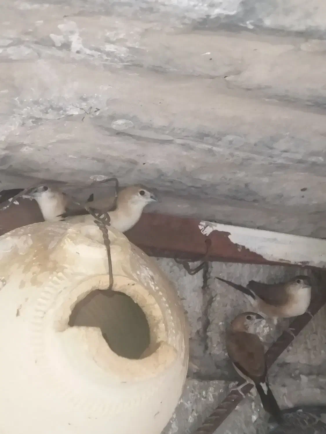 فنج|پرنده|بندرعباس, |دیوار