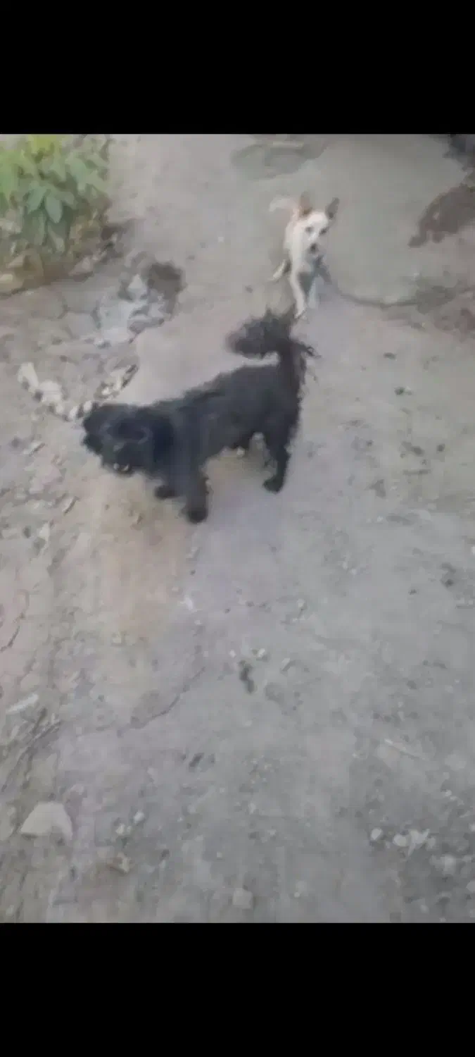 سگ دزدیده شد|حیوانات|کنگاور, |دیوار