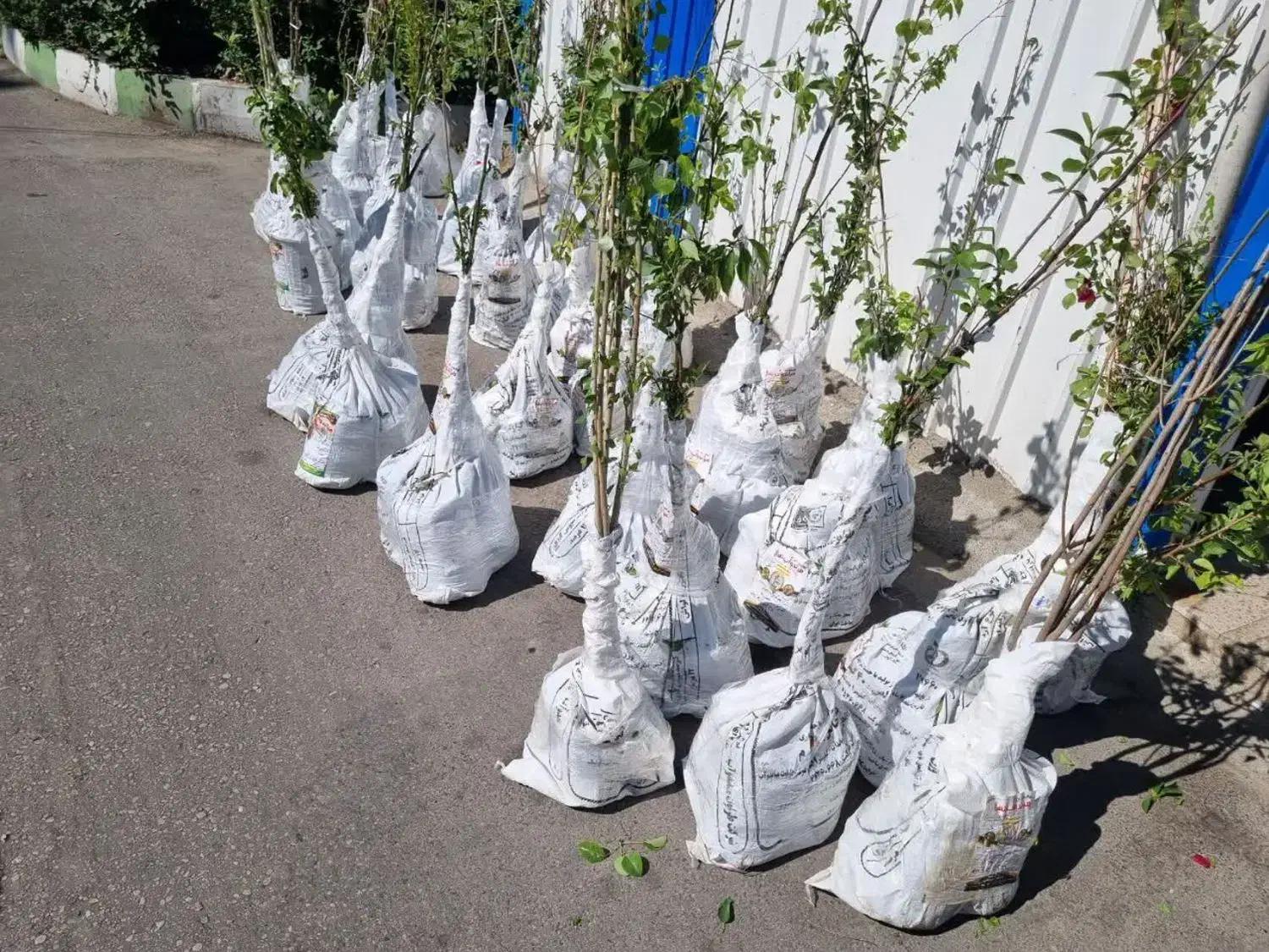 پیشفروش نهال گوجه سبز سردرود|خدمات باغبانی و درختکاری|خاروانا, |دیوار