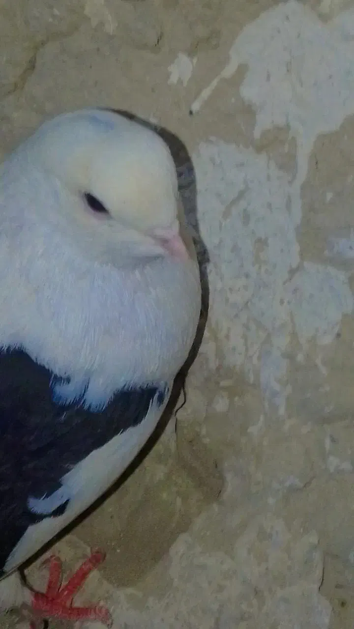 کبوتر دوکت موش|پرنده|هیرمند, |دیوار