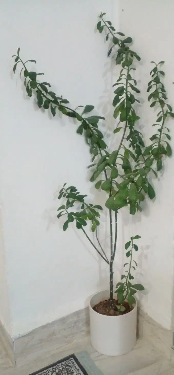 گل طبیعی فردوس با گلدون پلیمری استوانه|گل و گیاه طبیعی|ایلام, |دیوار