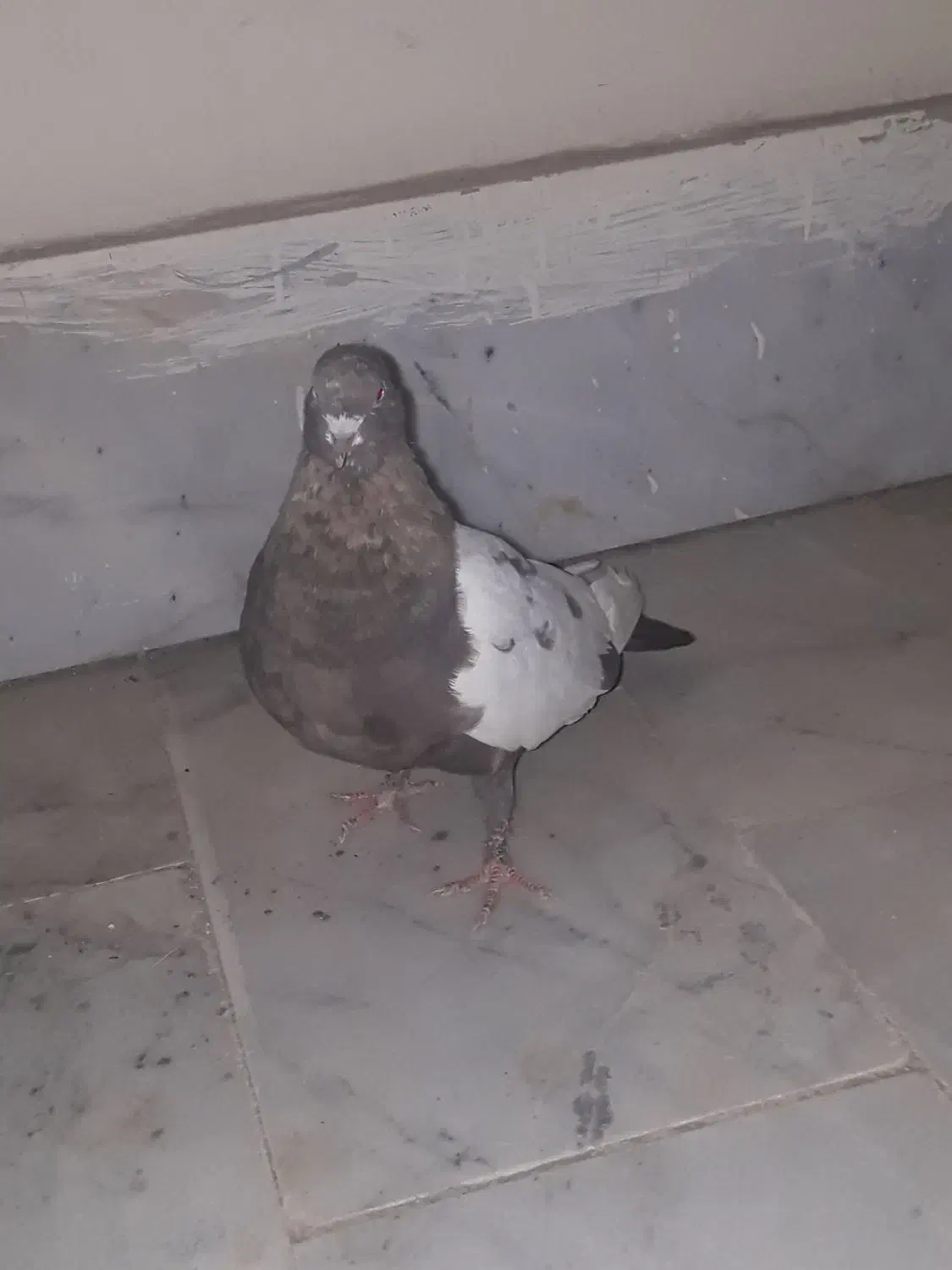 ماده سینه مشکی|پرنده|مشهد, شهرک مهرگان|دیوار