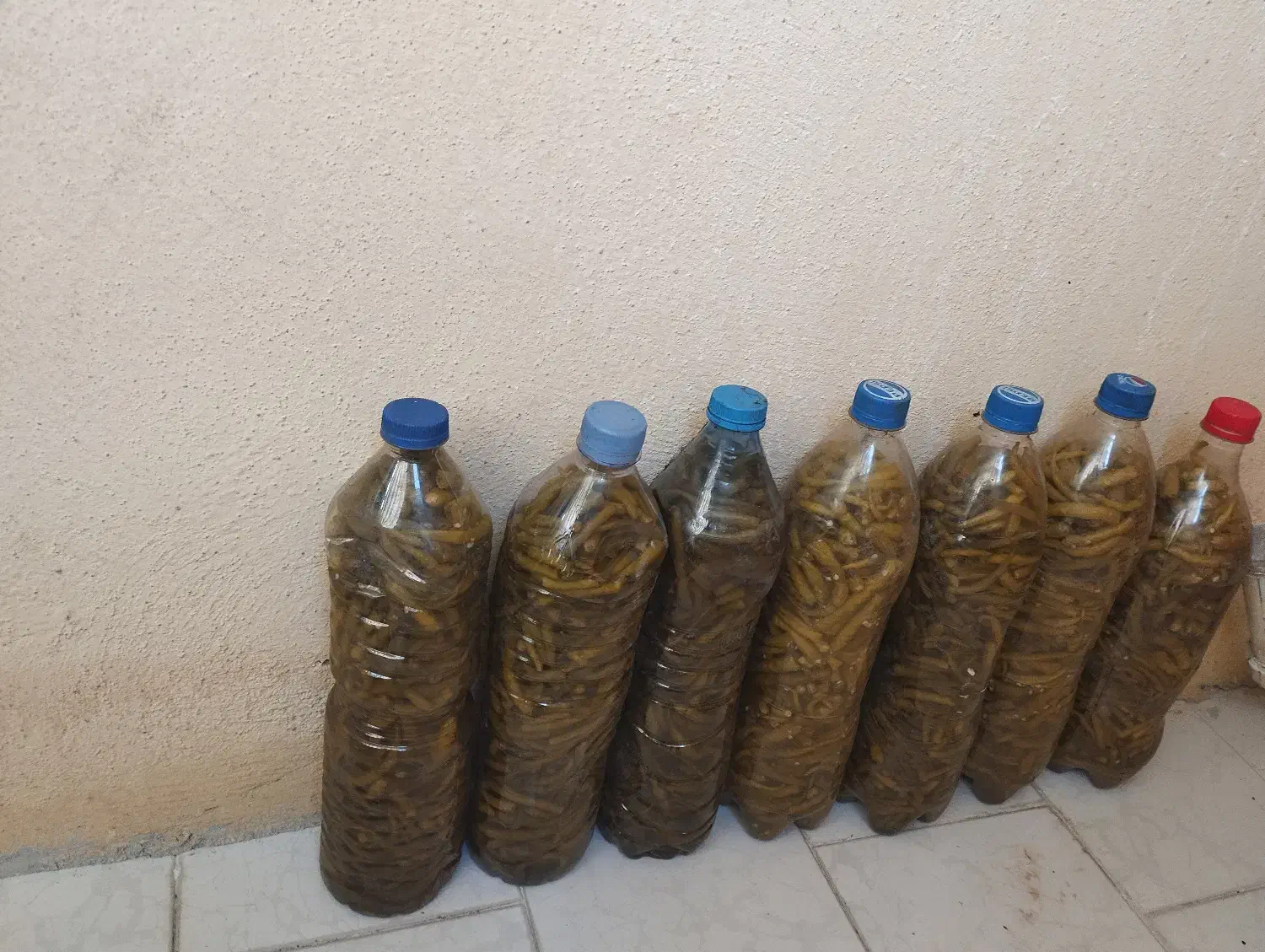 ترشی خانگی|خوردنی و آشامیدنی|رشت, نامجو|دیوار