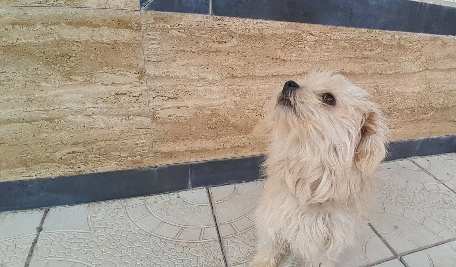 سگ پاکوتاه|سگ|مشگین شهر, |دیوار