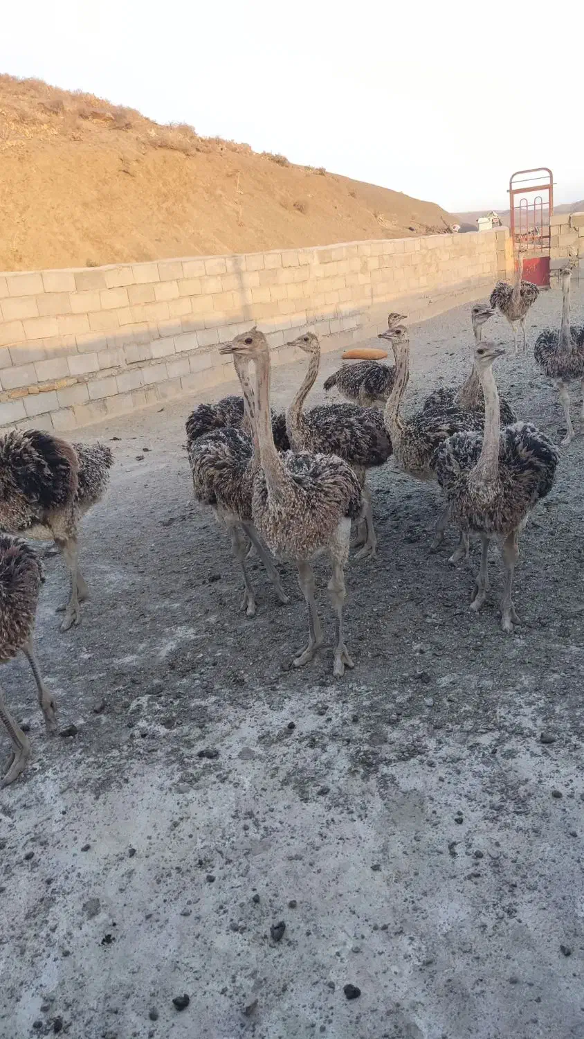 جوجه شترمرغ|حیوانات مزرعه|قلندر آباد, |دیوار