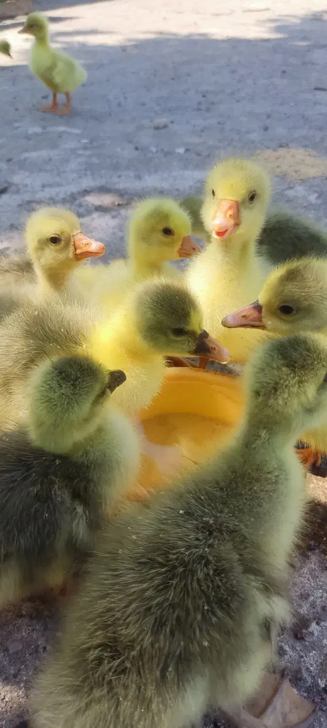 جوجه غاز دورگه|حیوانات مزرعه|کلاچای, |دیوار