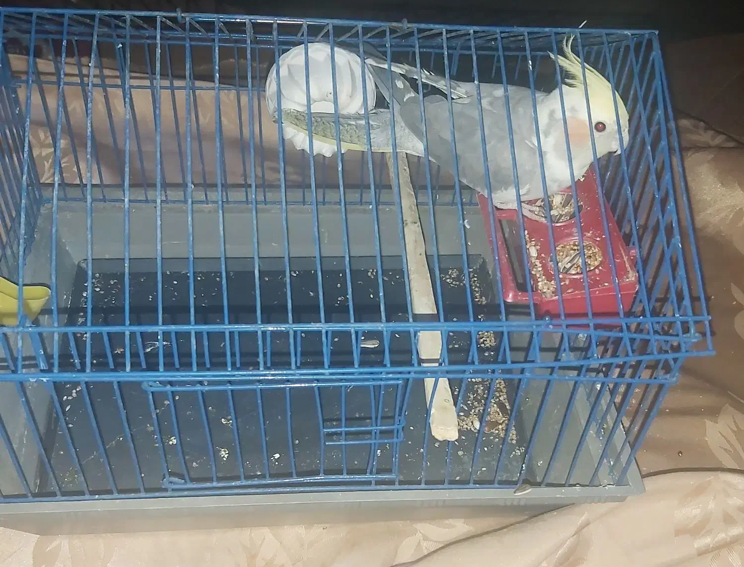 طوطی عروس دستی باقفس|پرنده|محمدیه-قزوین, |دیوار