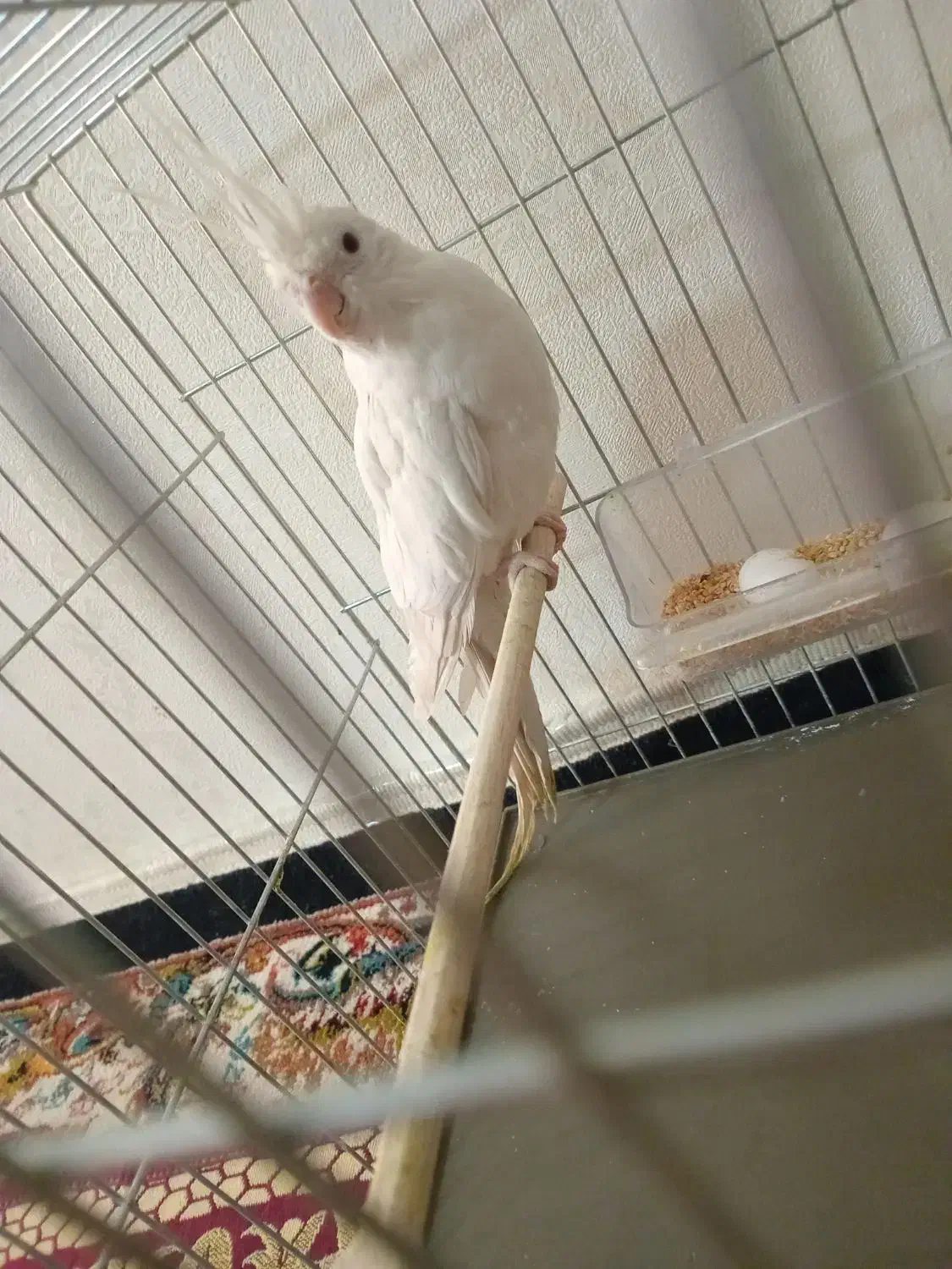 عروس هلندی ماده البینو|پرنده|اسلامشهر, مسکن مهر اسلاشهر (شهرک امام خمینی)|دیوار