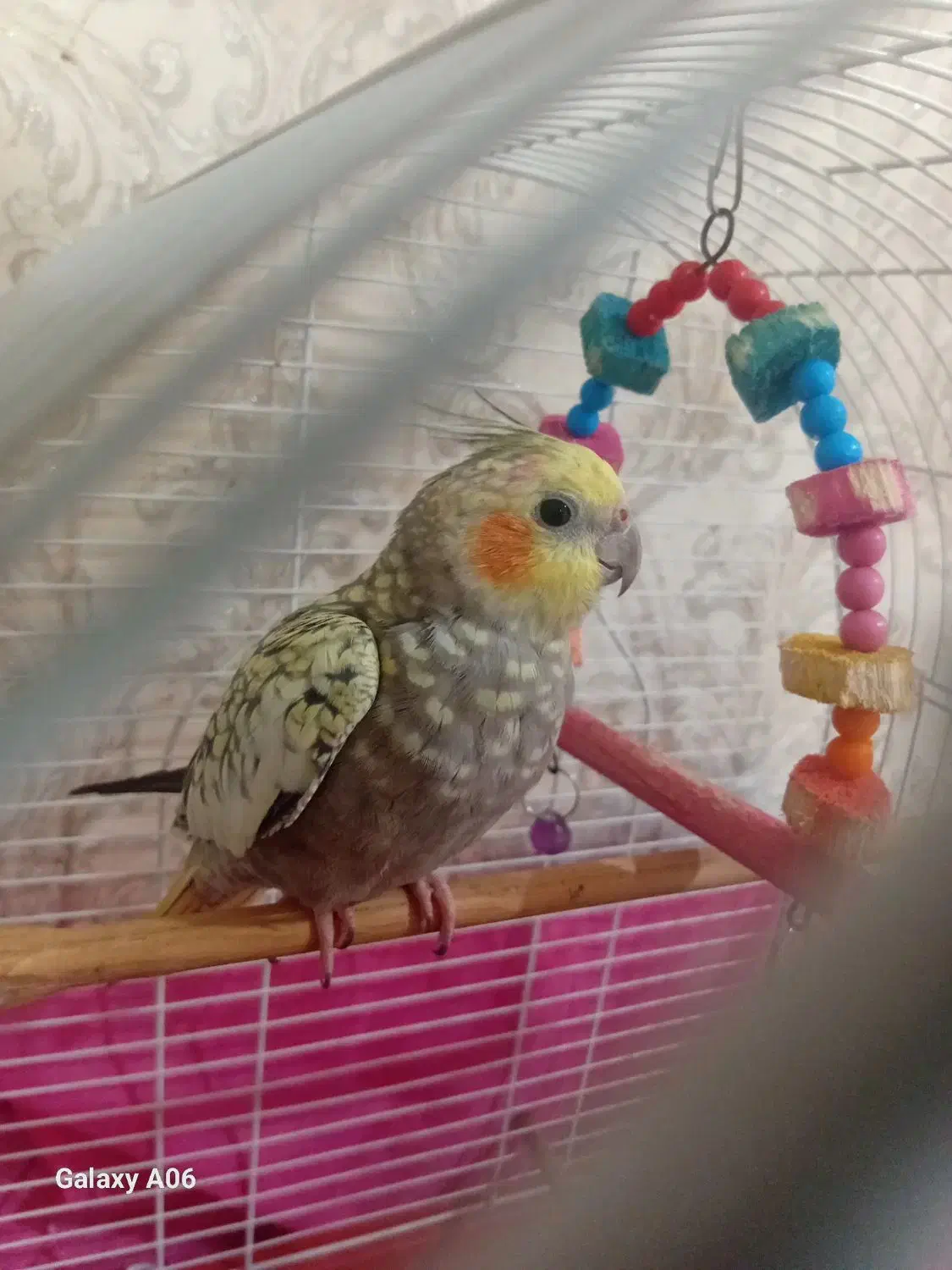 عروس هلندی|پرنده|آستارا, |دیوار