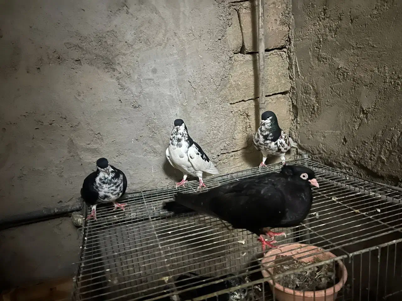 چند عدد کبوتر سیاه صبر و خوشرنگ یالی|پرنده|آبپخش, |دیوار