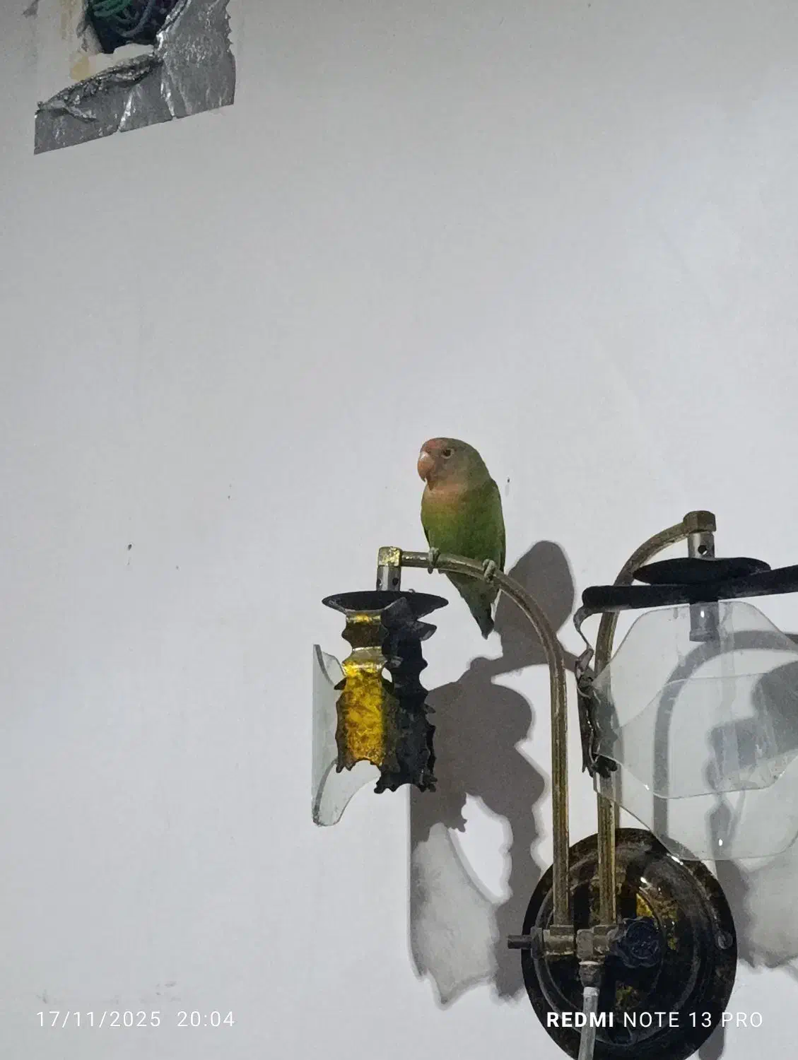 یک عدد طوطی برزیلی ماده بالغ|پرنده|شادگان, |دیوار