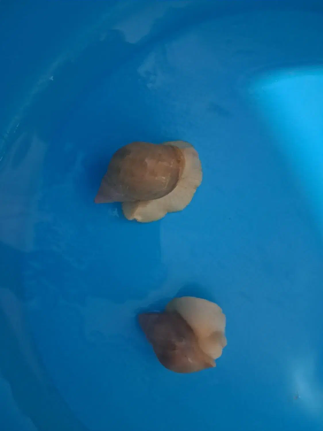 حلزون نژاد دار|خزنده|قزوین, |دیوار