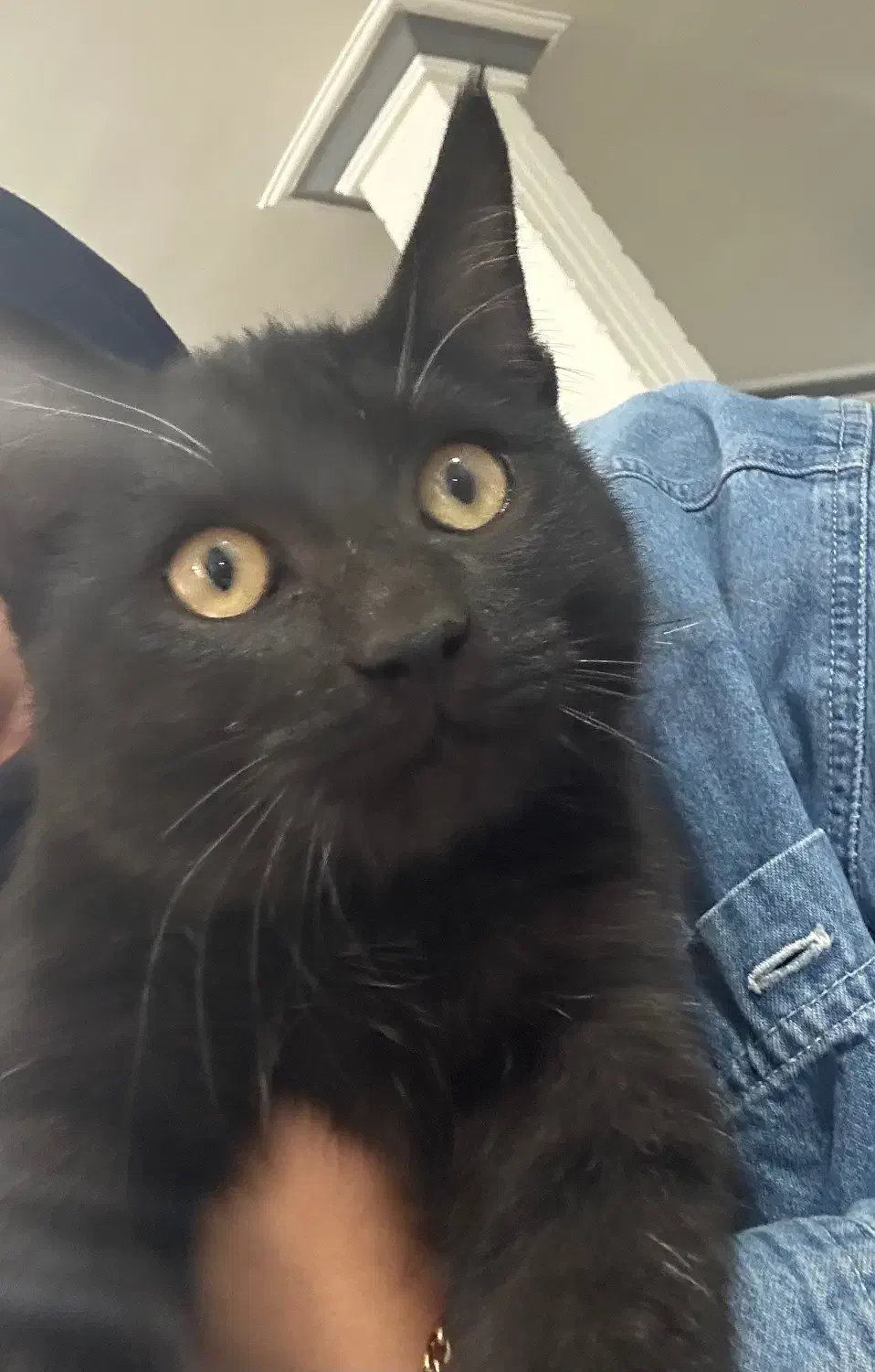 واگذاری بچه گربه|گربه|زابل, |دیوار