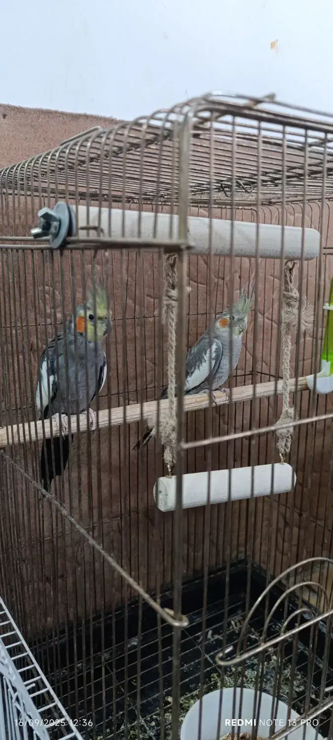 فروش عروس هلندی و طوطی برزیلی|پرنده|بوکان, |دیوار