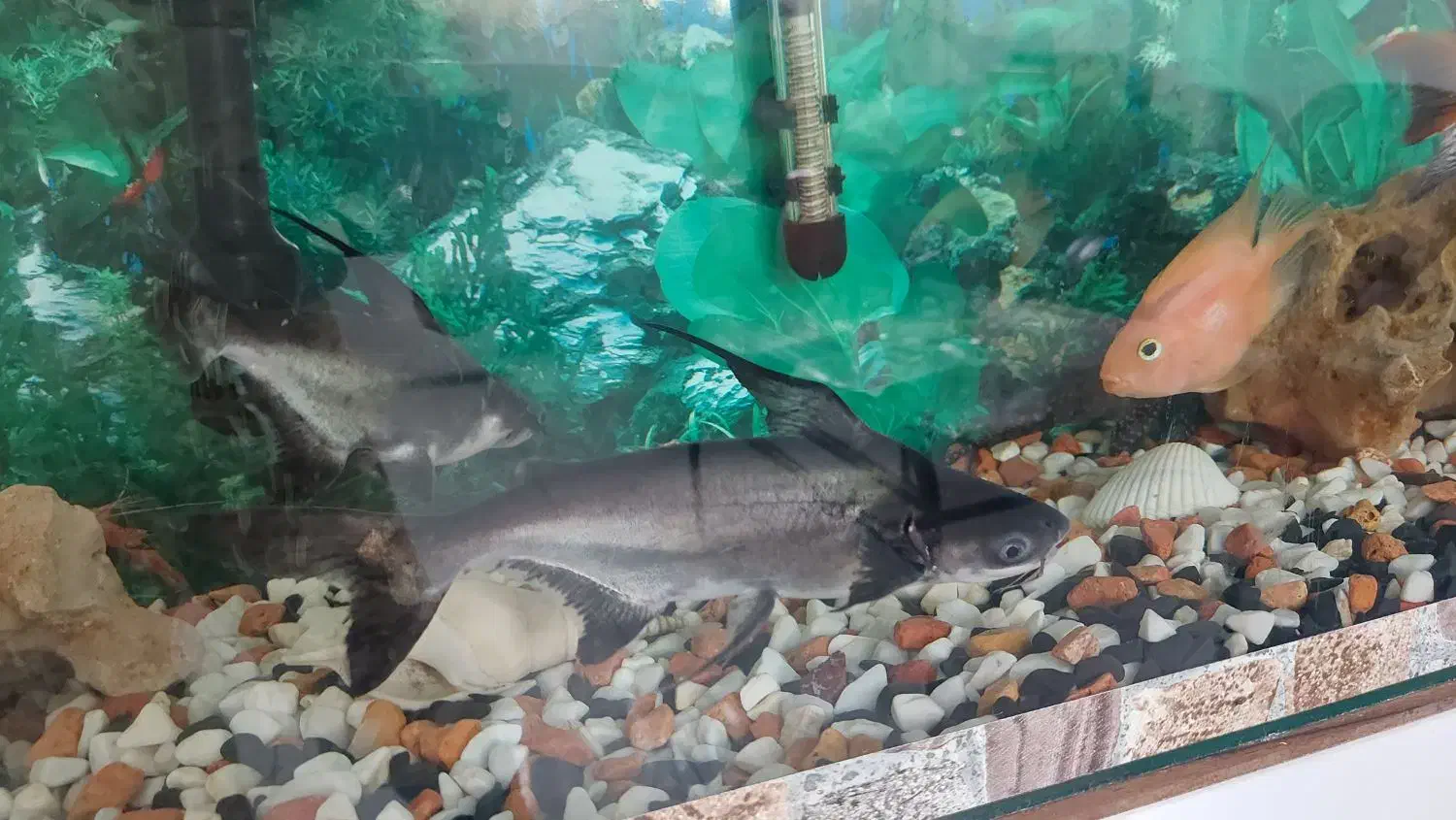 ماهی گرین ترور و پرت|ماهی|قزوین, |دیوار