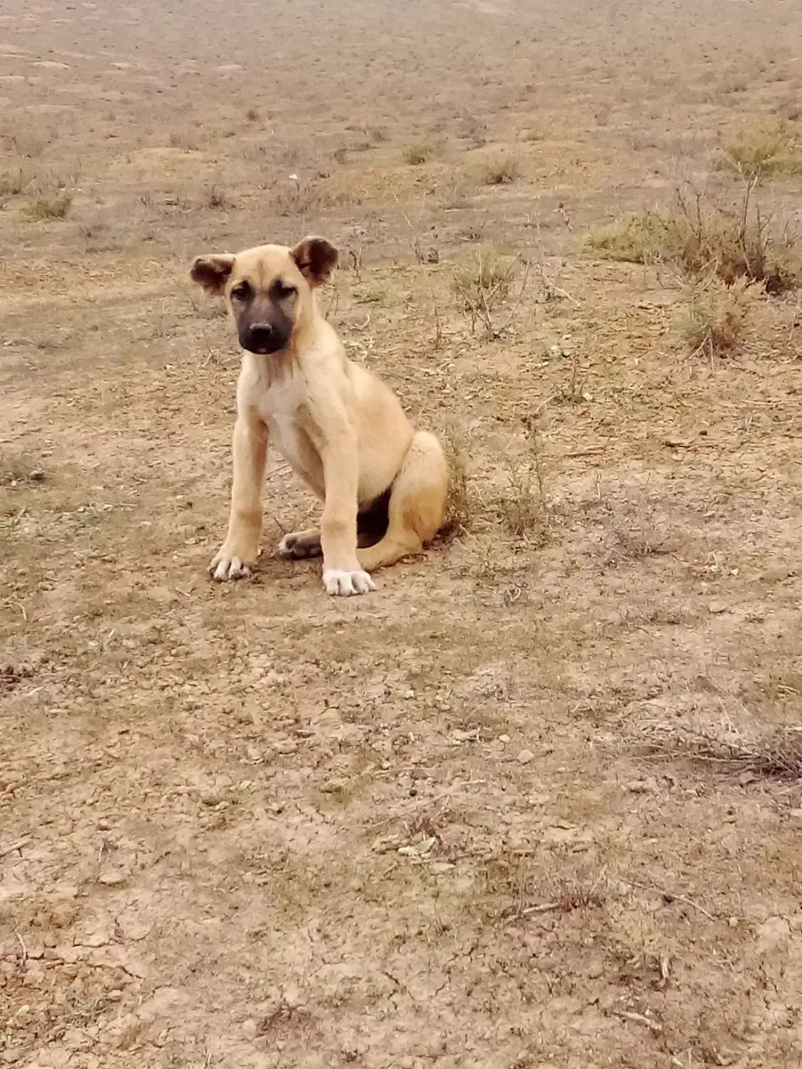 توله سرابی|سگ|انگوت, |دیوار