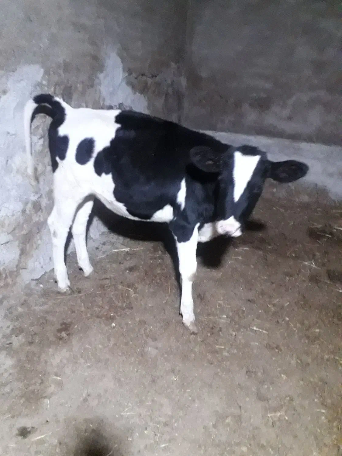 کوساله ماده درجه یک نجاد شیری الشتن قیمت ۷۰ میلون|حیوانات مزرعه|پاکدشت, حصار امیر|دیوار