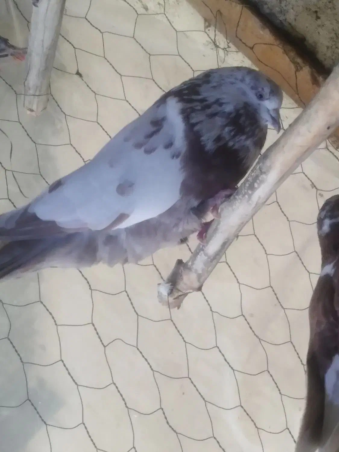 کبوتر|پرنده|ایجرود, |دیوار