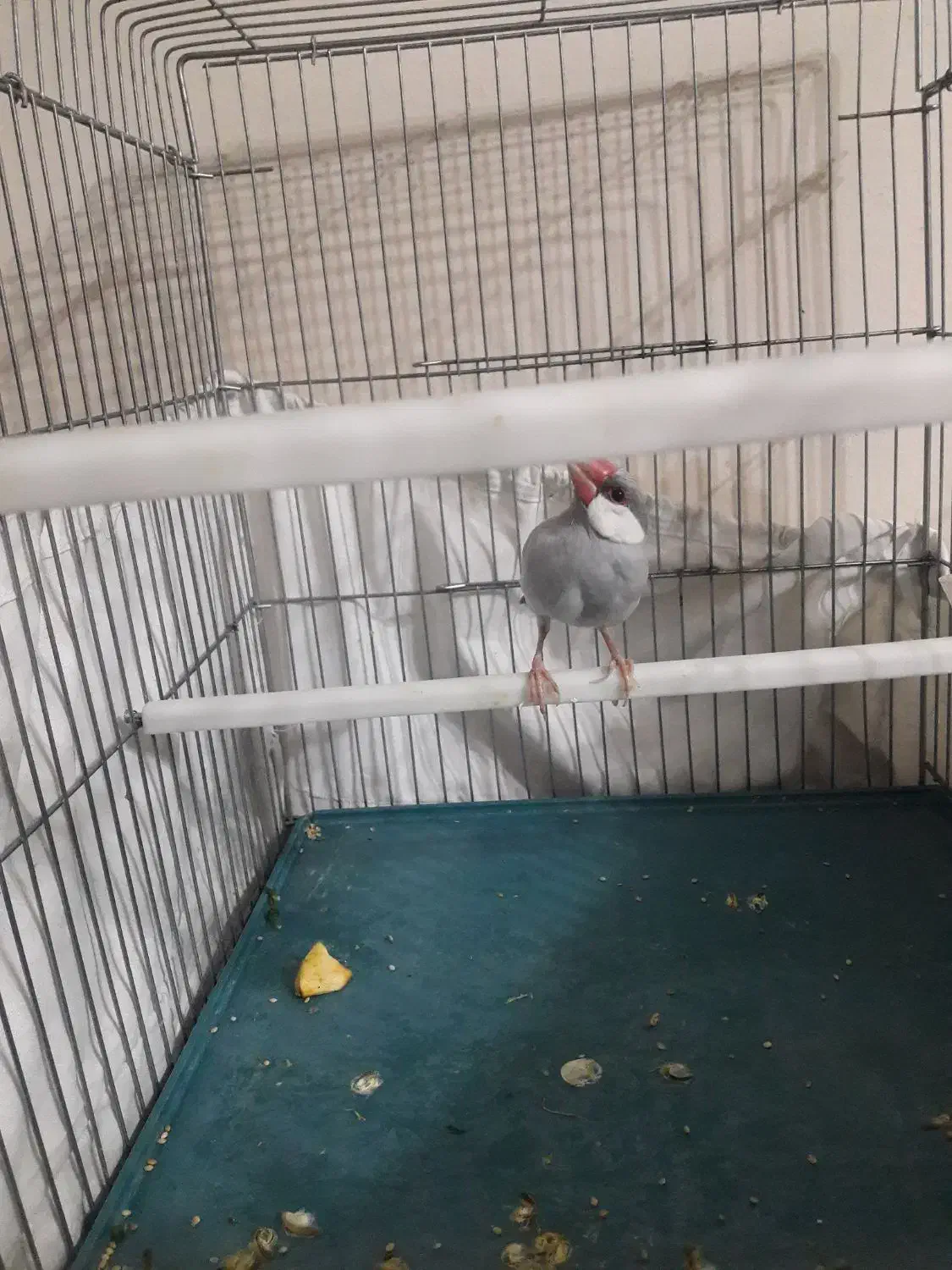 فنچ مصری سیلور|پرنده|شیراز, رکن‌آباد|دیوار