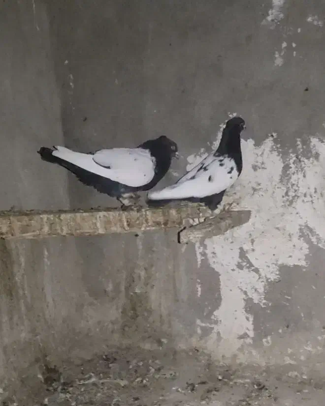 سه عدد کبوتر سینه سیاه|پرنده|شیراز, محراب|دیوار