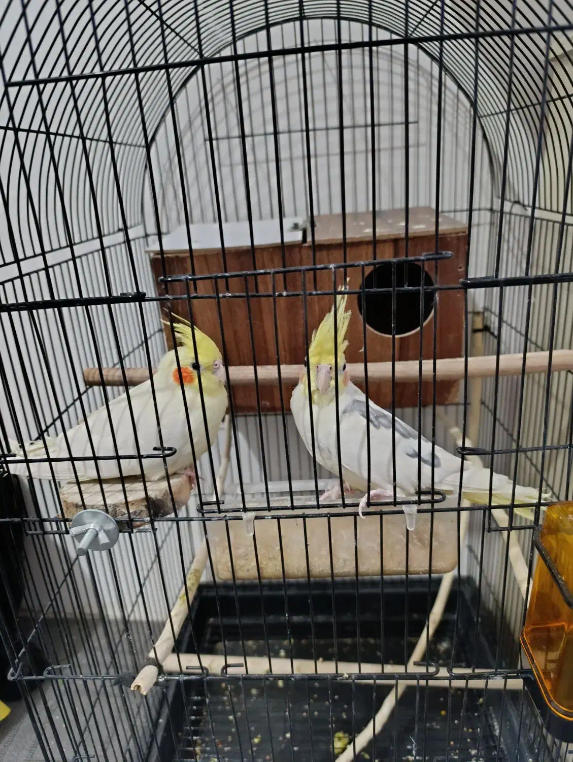 عروس|پرنده|مشهد, شهید آوینی|دیوار