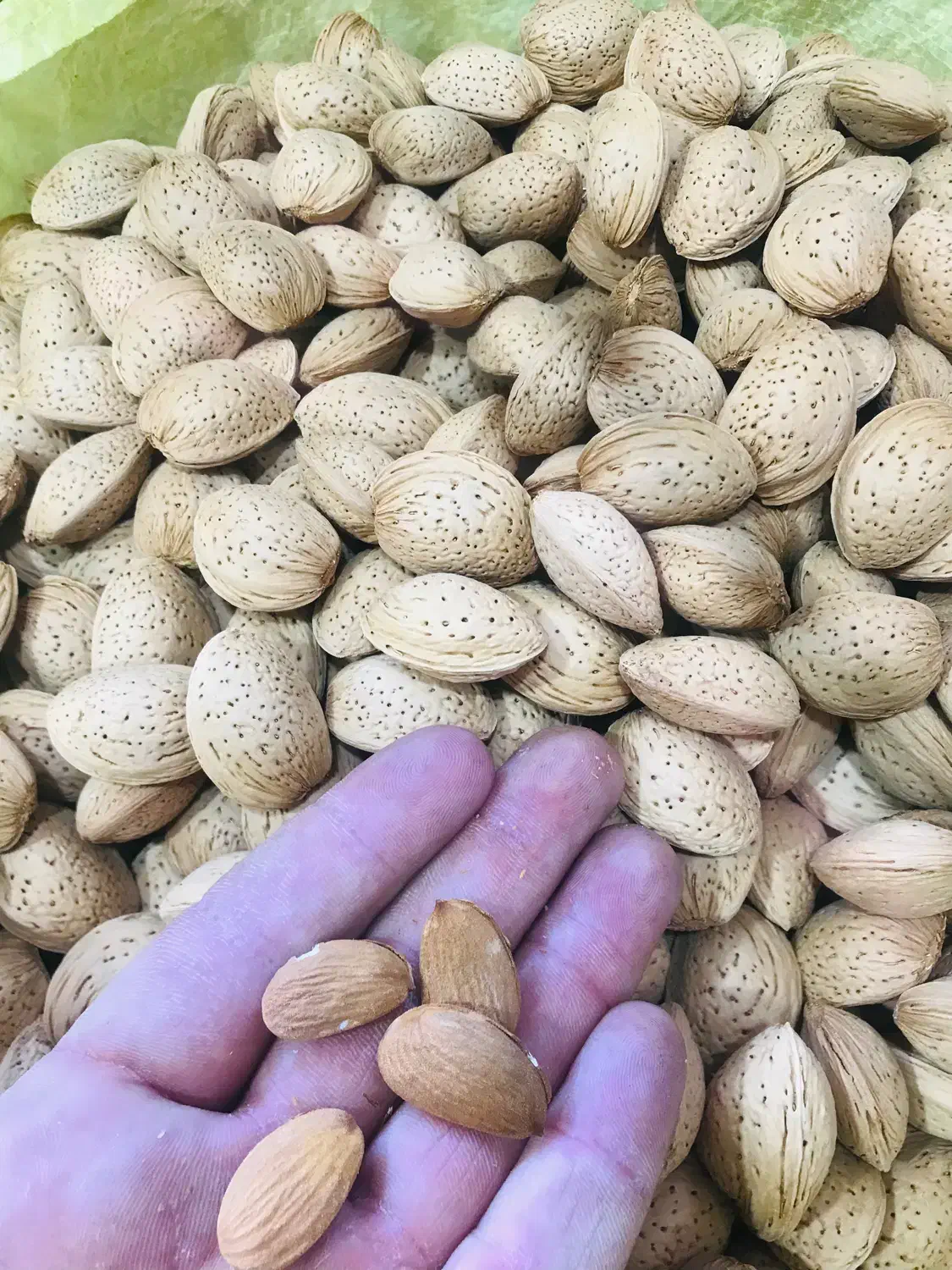 بادام شاهرودی تلخ دارویی|خوردنی و آشامیدنی|قم, نخودی|دیوار