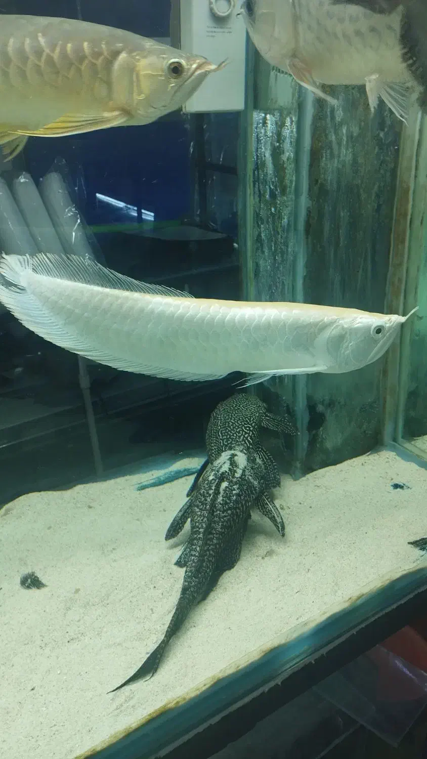 آروانا،سفره ماهی آکواریوم گلدفیش|ماهی|ملایر, |دیوار