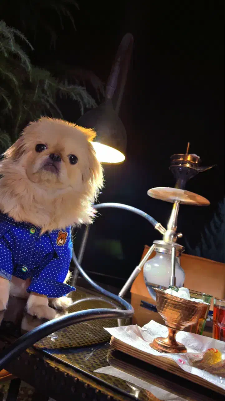 سگ نژاد پیکینز|سگ|سنندج, |دیوار