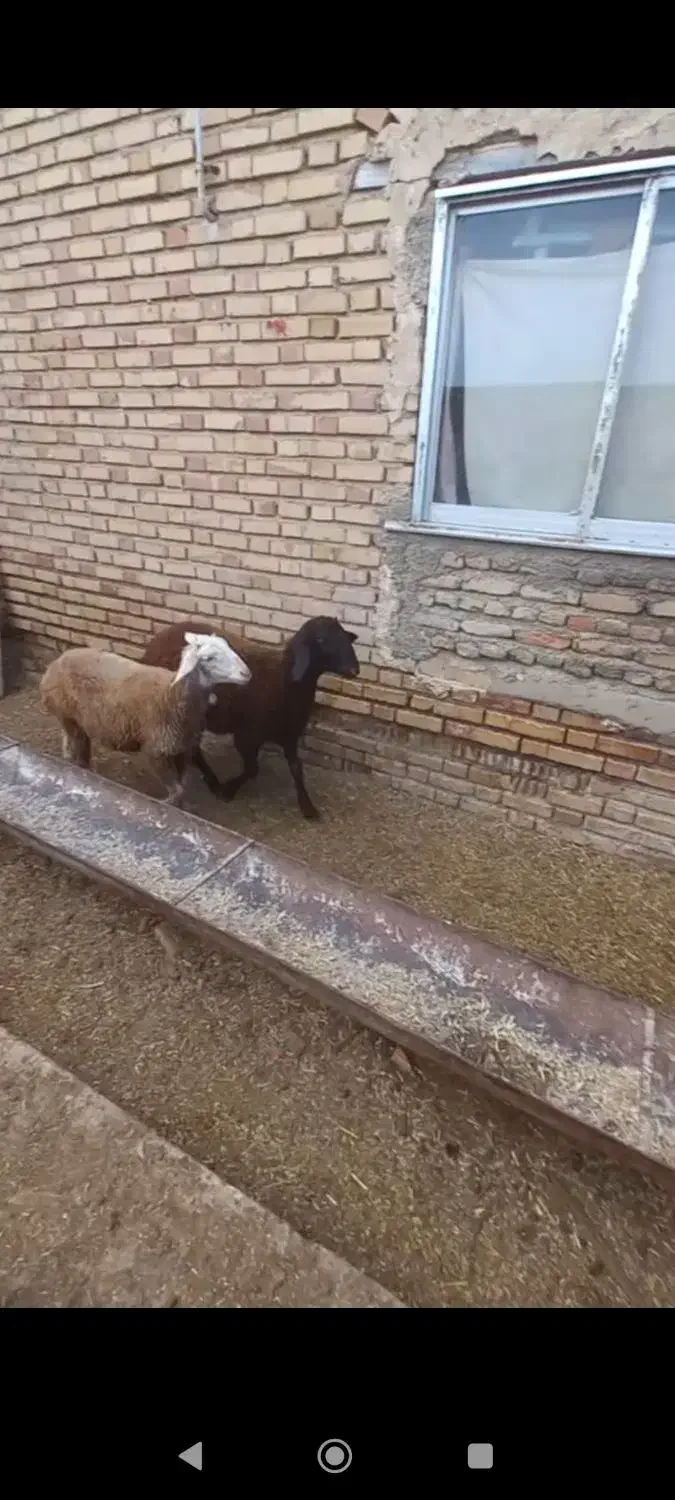 بره نرو ماده|حیوانات مزرعه|آق قلا, |دیوار