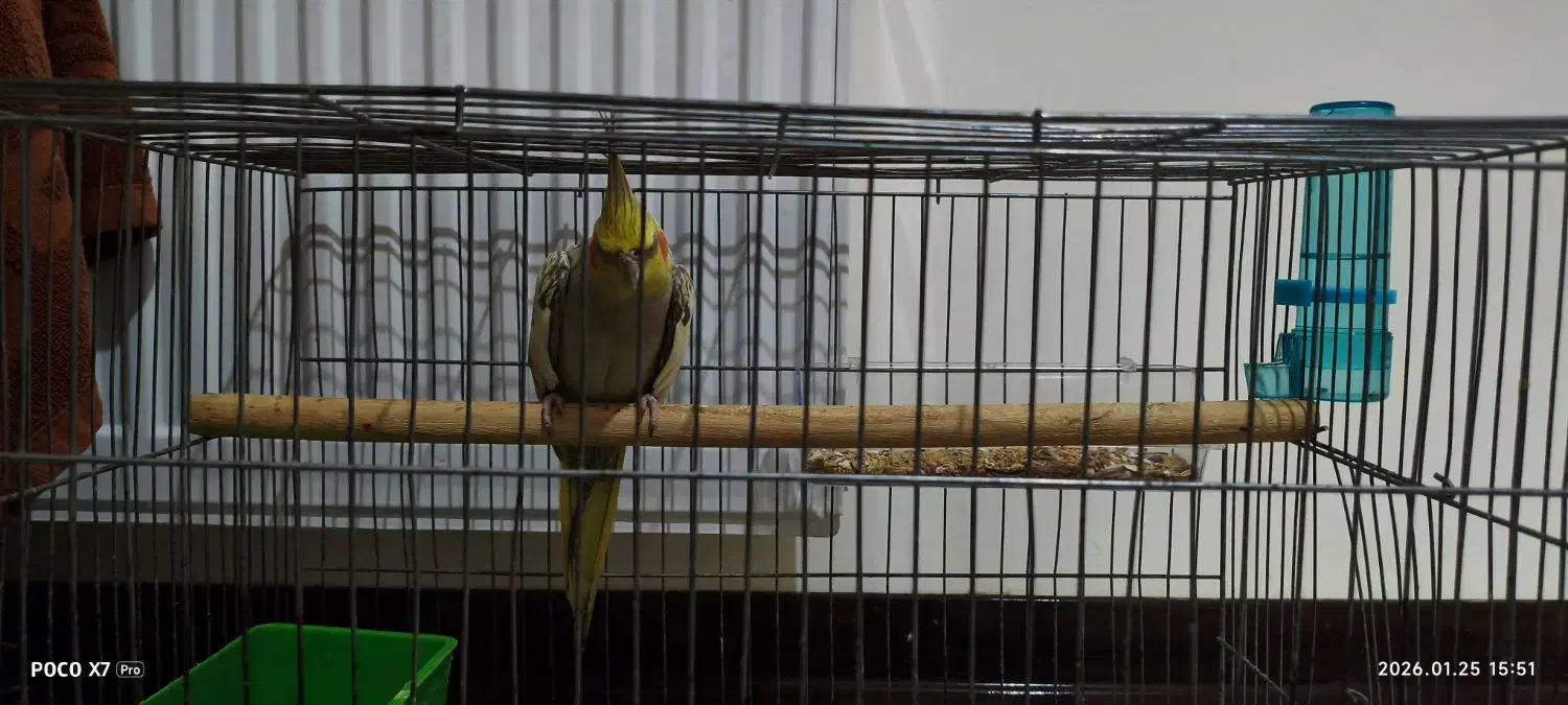 عروس هلندی ۳ ماهه|پرنده|شاهین‌شهر, شهرک امید|دیوار