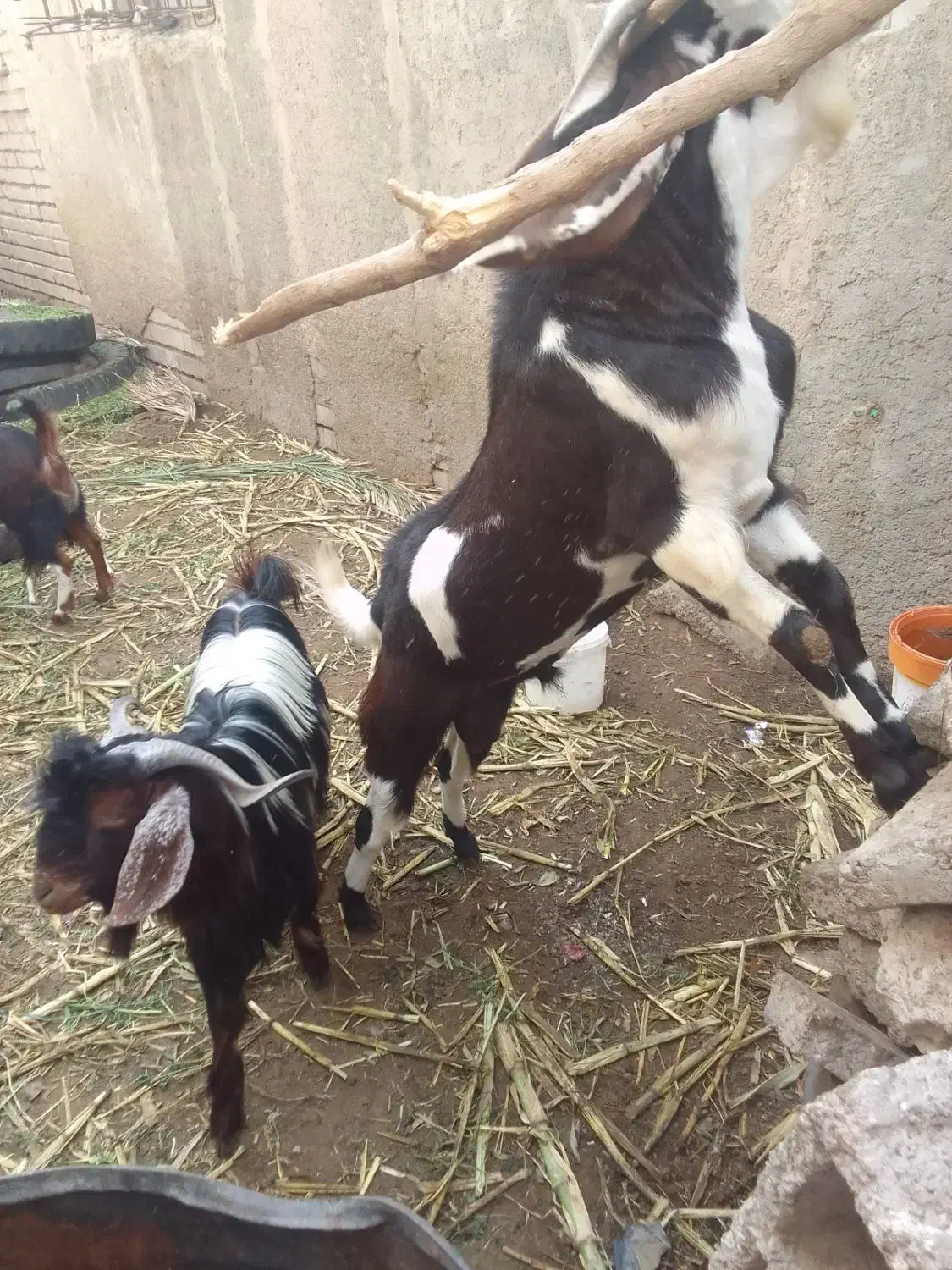 فروشی|حیوانات مزرعه|ایرانشهر, |دیوار