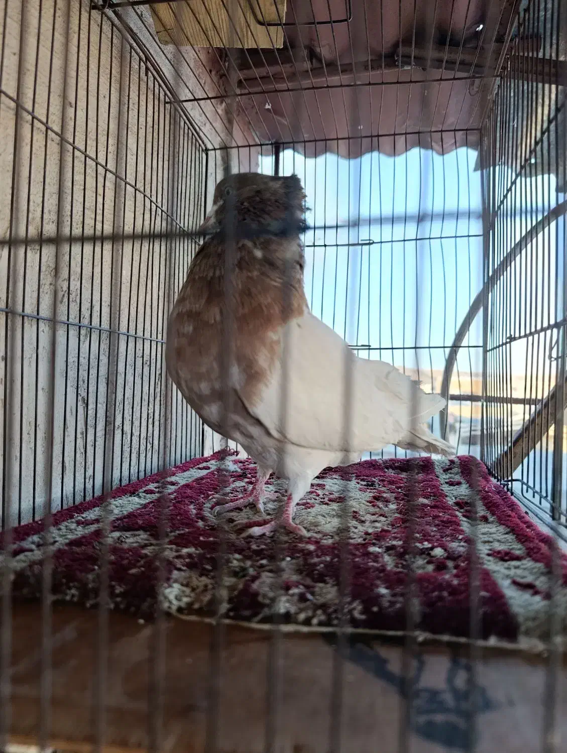 نرکله ای|حیوانات|بروجرد, |دیوار