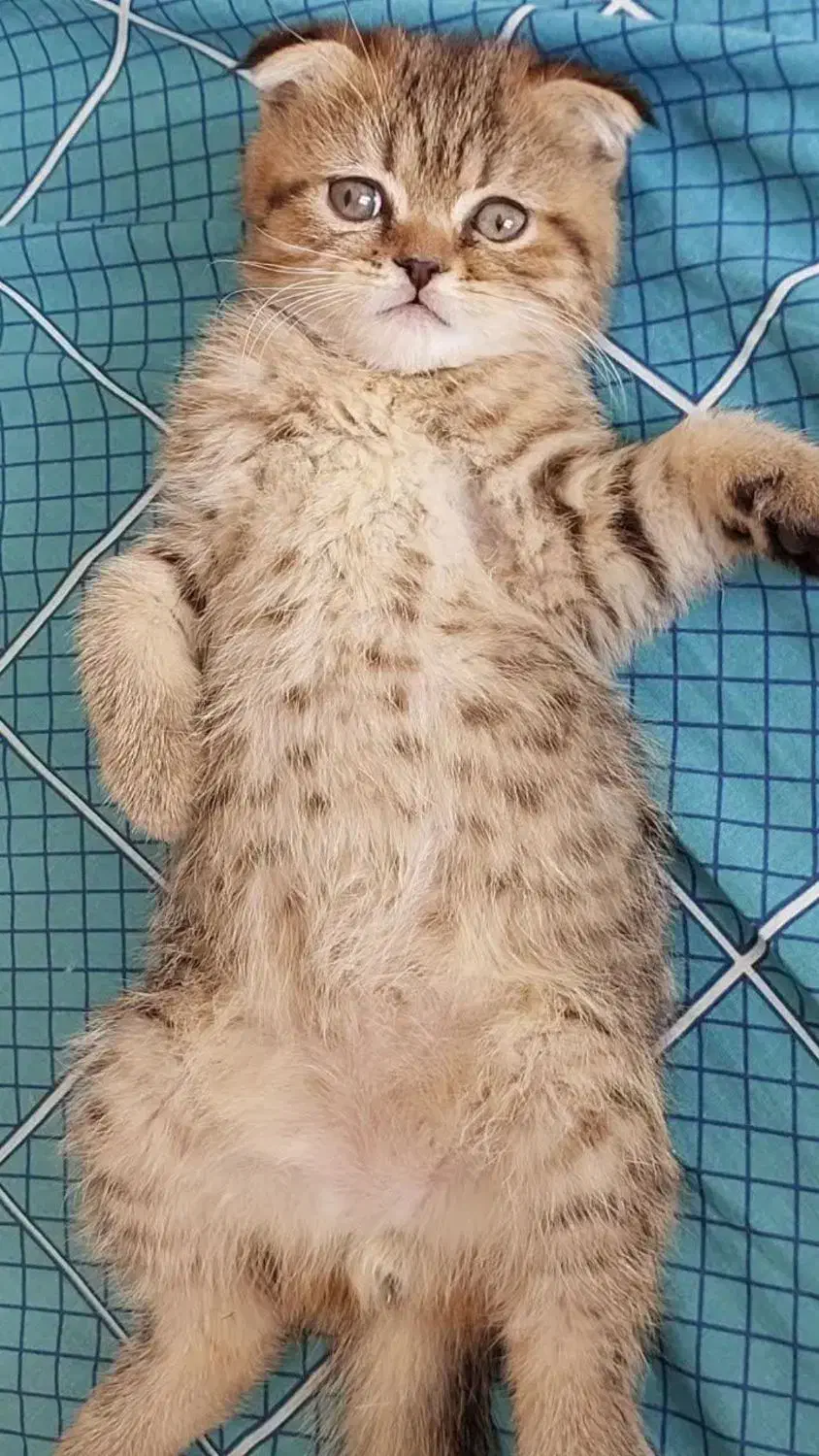 بچه گربه نژاد دار  ۳ ماهه|گربه|کرمان, |دیوار