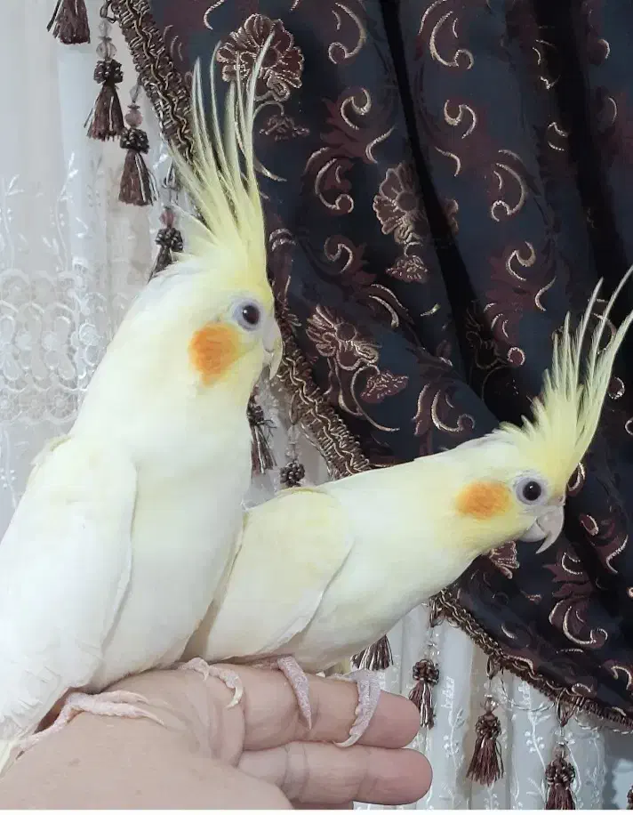 فروش عروس هلندی|پرنده|نوشهر, |دیوار