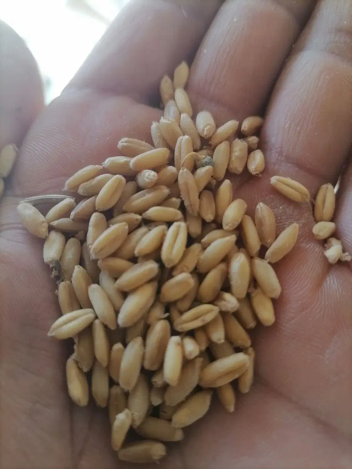 گندم دیم|گل و گیاه طبیعی|کلاترزان, |دیوار