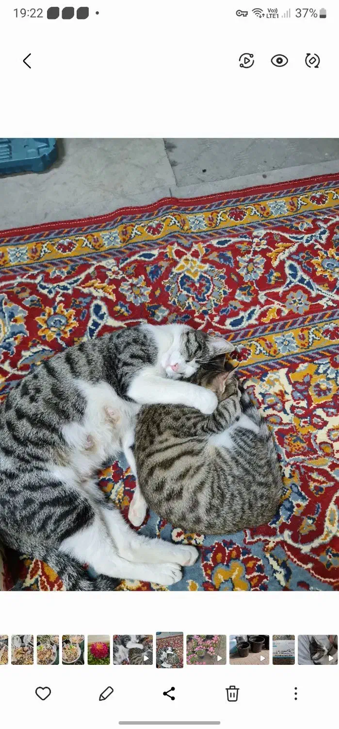 واگذاری گربه|گربه|گرگان, |دیوار