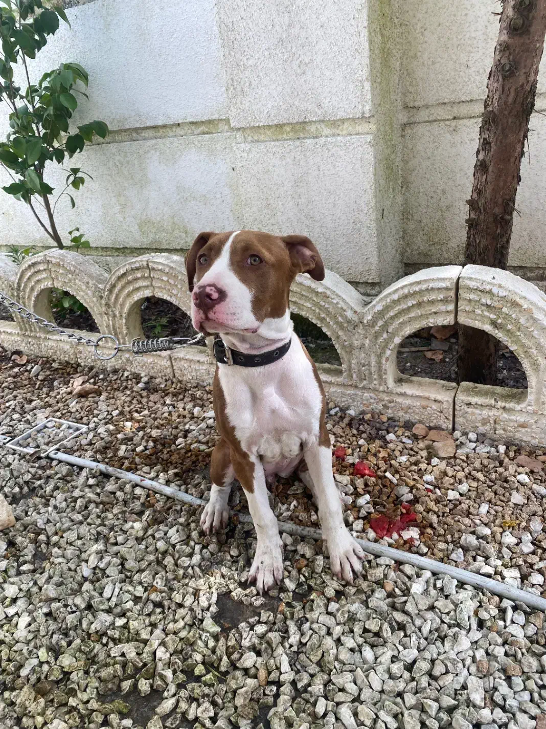 سگ گم شده|حیوانات|قزوین, |دیوار