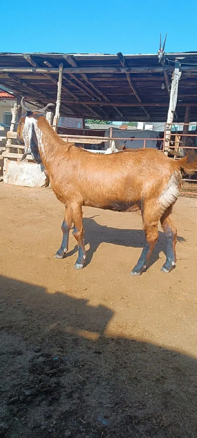 فروش بز|حیوانات مزرعه|سیمین شهر, |دیوار