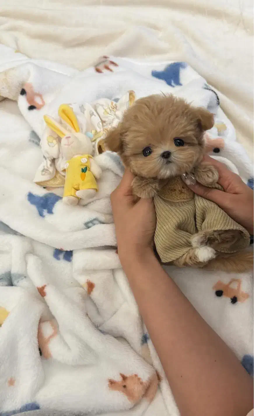 پودل کراس|سگ|تهران, پونک|دیوار