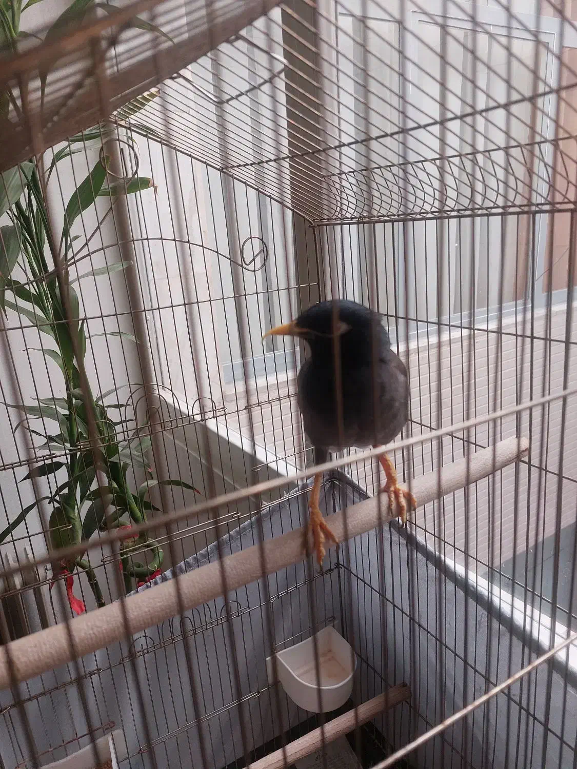 مینا سخن گو بسیار پر حرف|پرنده|تهران, حبیب الله|دیوار