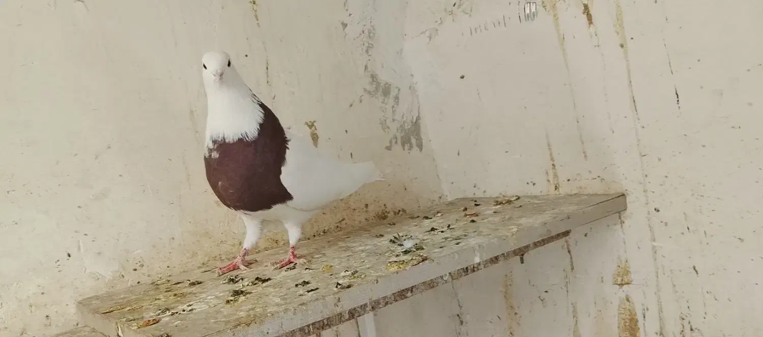 یک جفت کفتر طوقی پرشی عالی|پرنده|تهران, شادآباد|دیوار