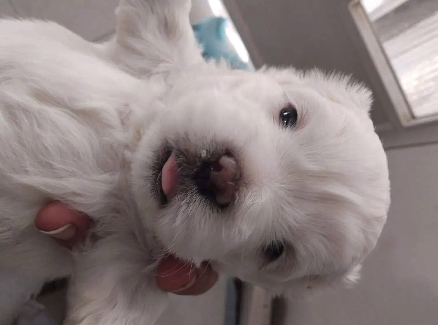 شیتزو کراس|سگ|کرج, باغستان|دیوار