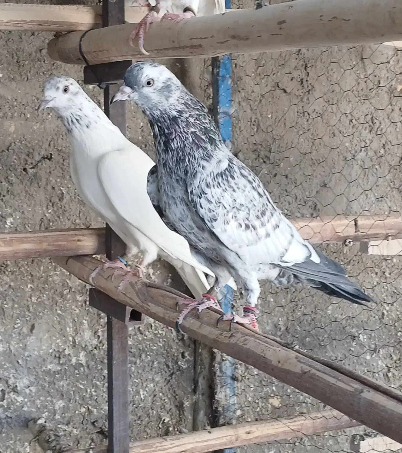 کبوتر پرشی|پرنده|عقدا, |دیوار