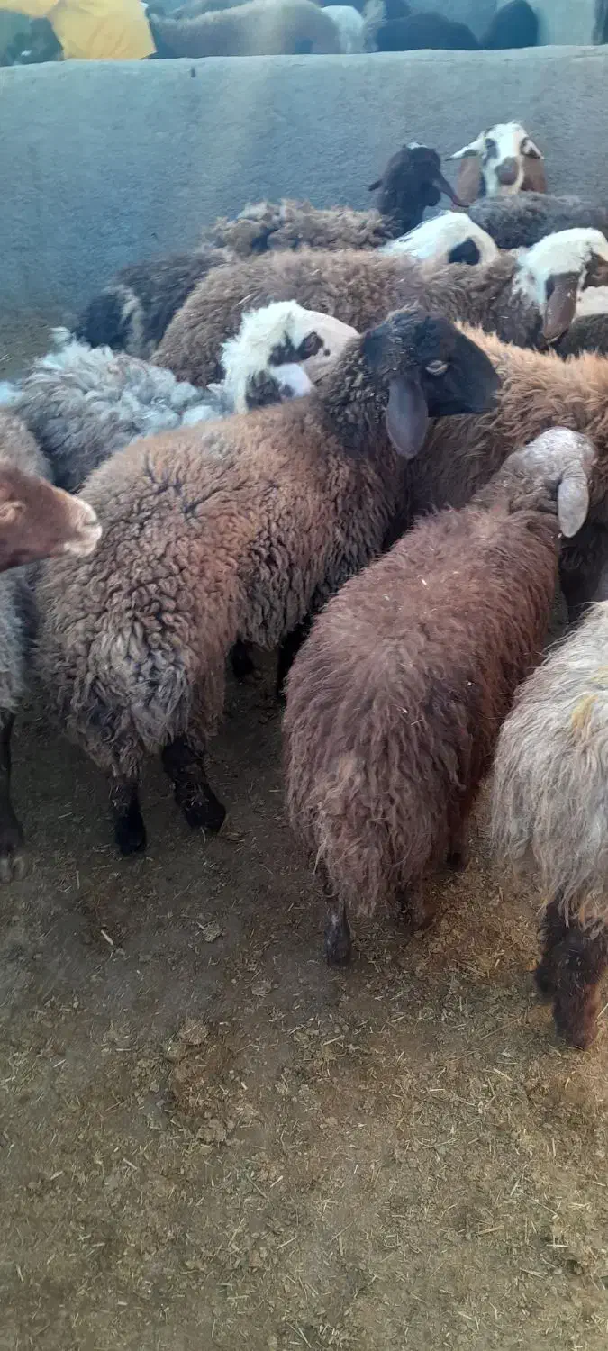 بره پای بروار|حیوانات مزرعه|کوهدشت, |دیوار