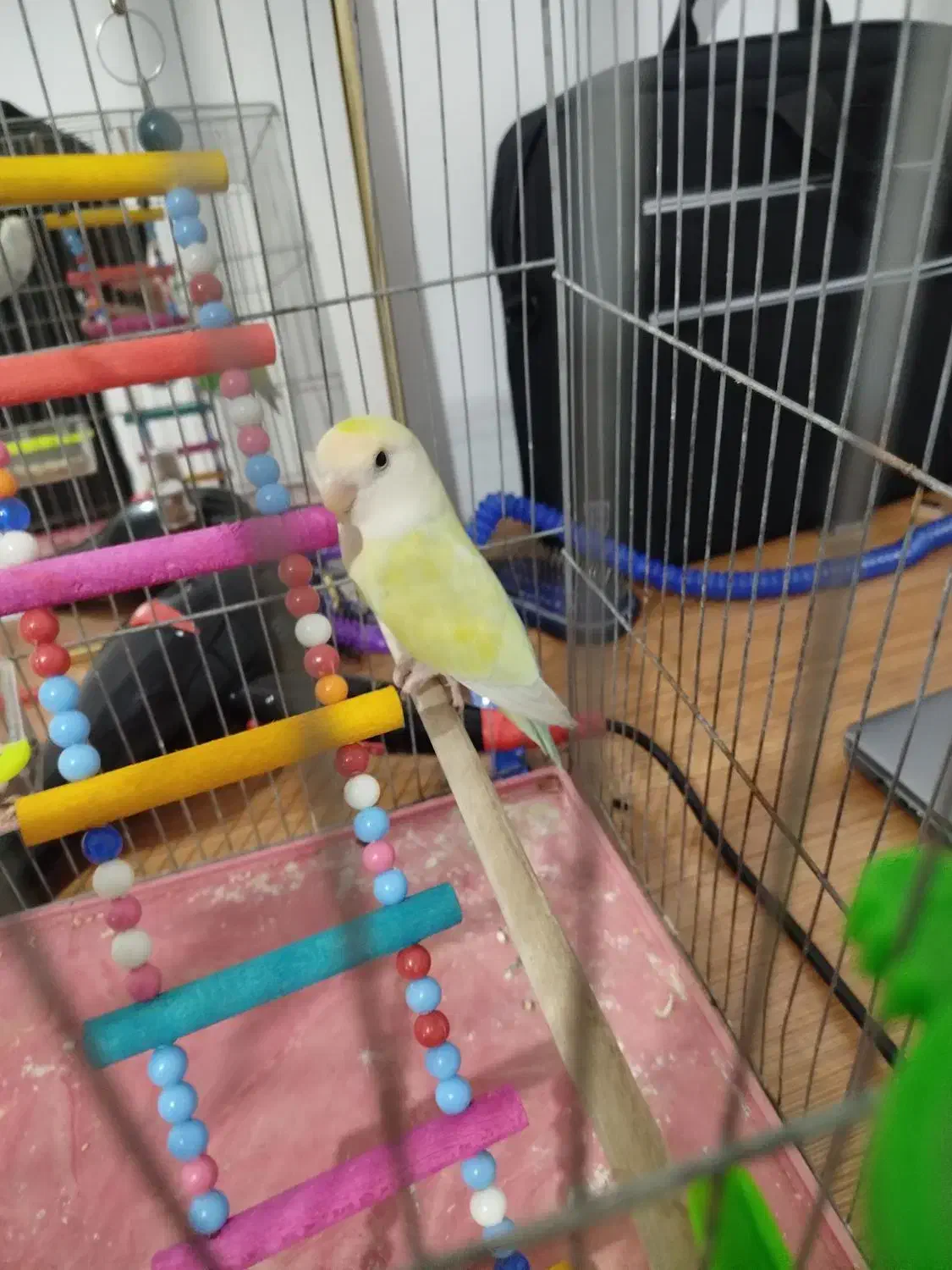 جفت طوطی برزیلی|پرنده|ارومیه, |دیوار