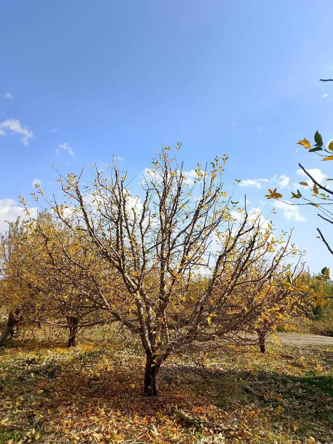 هرس کاری|خدمات باغبانی و درختکاری|ارومیه, |دیوار